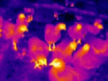 Thermal Image